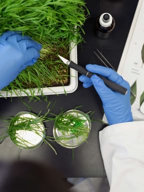 close up photo of a biology lab experiment