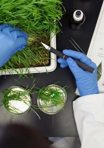 close up photo of a biology lab experiment