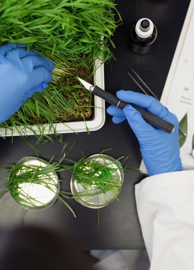 close up photo of a biology lab experiment