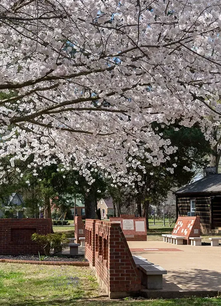 Spring cherry blossoms canopy the campus Alumni Garden, with brick benches and a historic log cabin nearby.