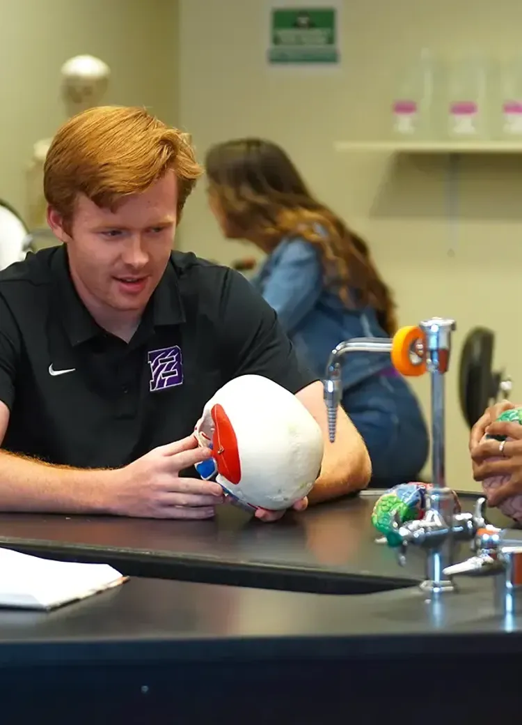 Students working with anatomical skull and brain models in a college science lab.
