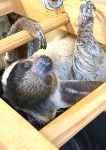 Photo of Patches the Sloth