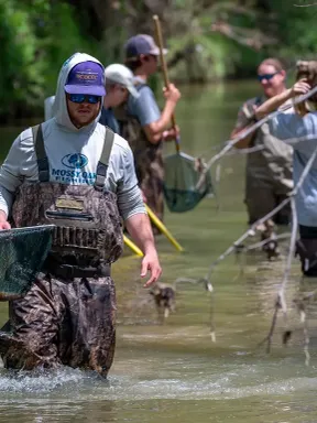 College students in waders wade through a creek using nets during a wildlife field study.